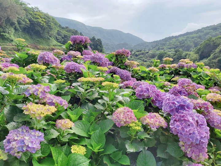 大梯田繡球花