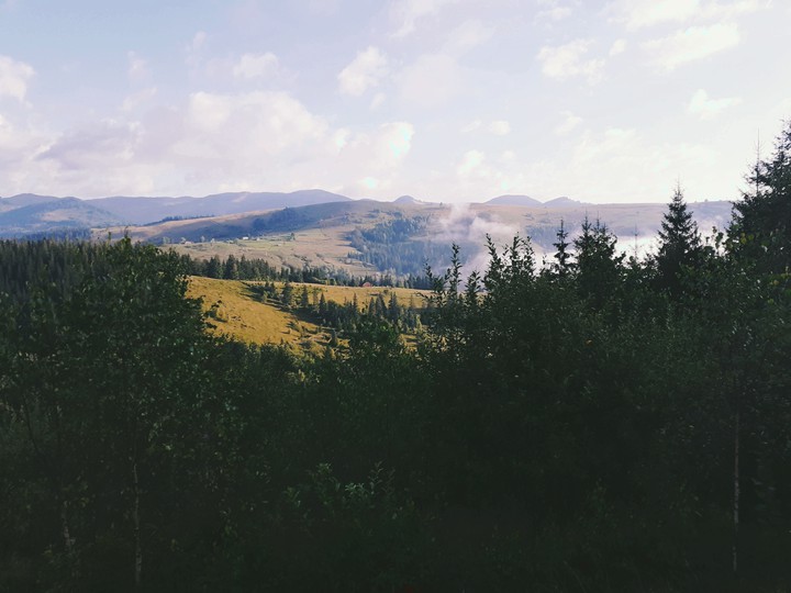 дерева