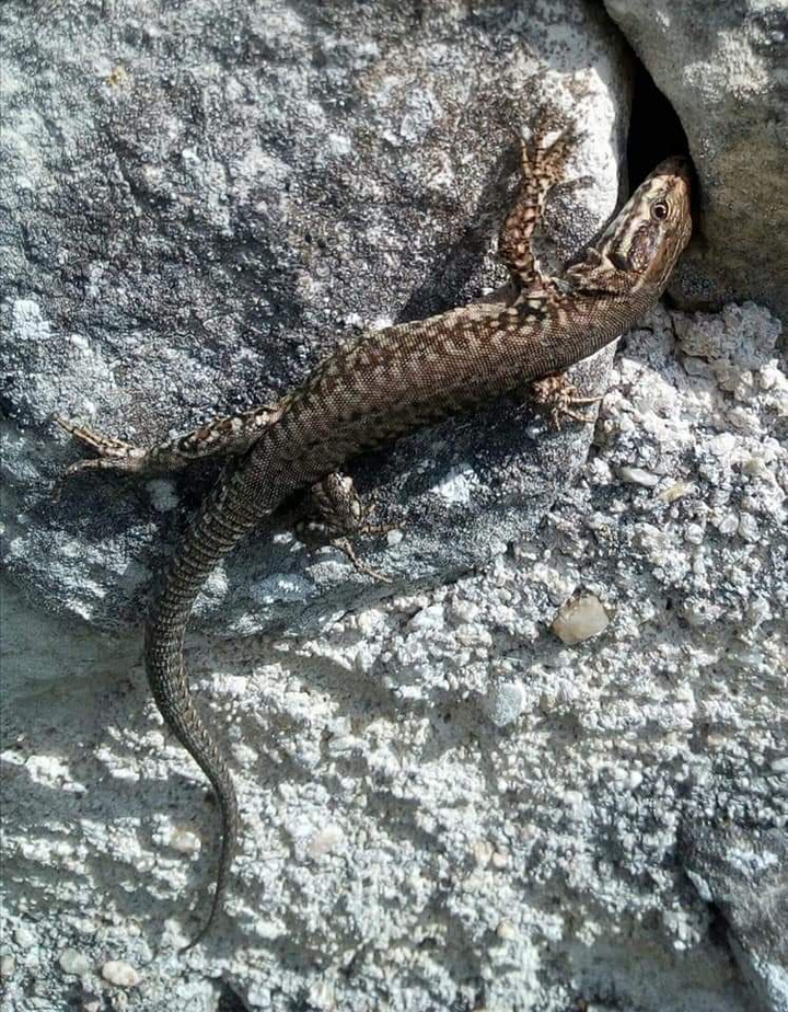 Lézard