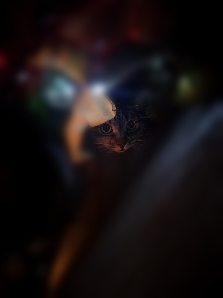 xmas cat