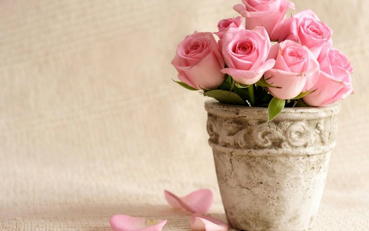 rose