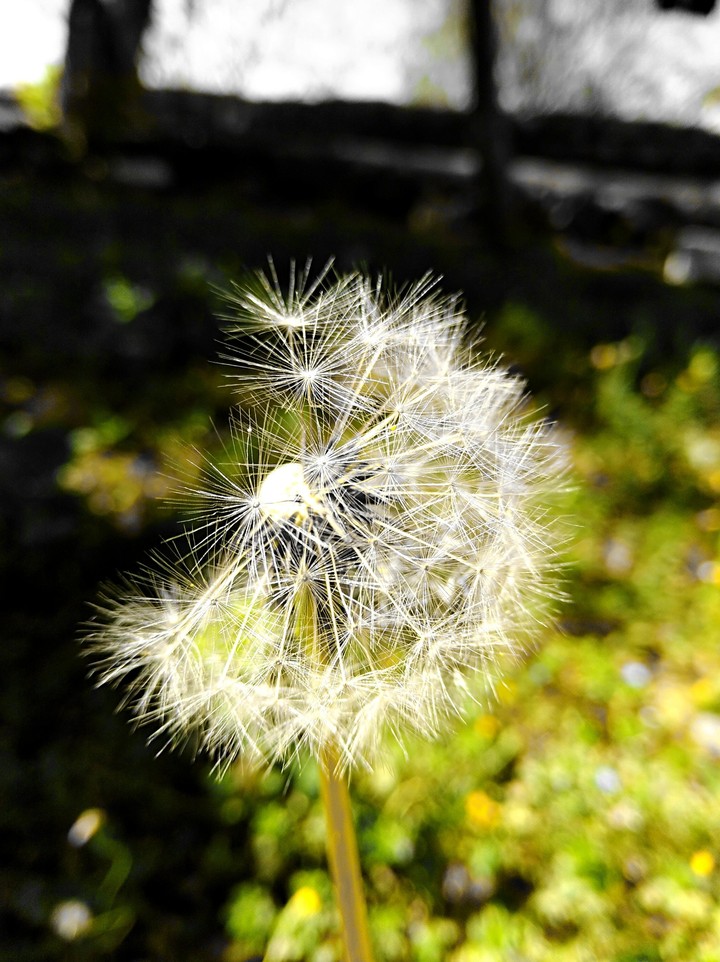 Dandelion