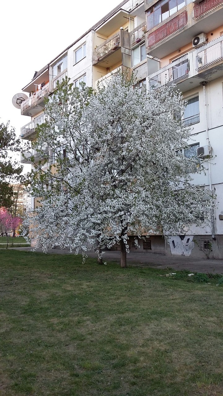 Love you, spring