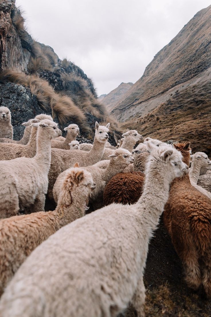 Alpaca