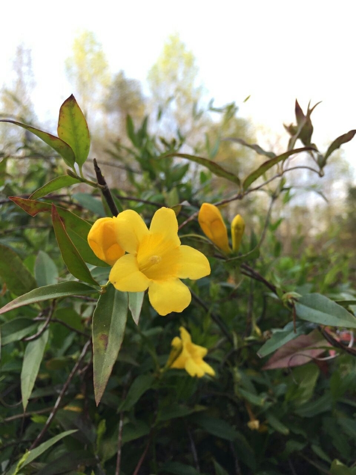 Yellow Flower