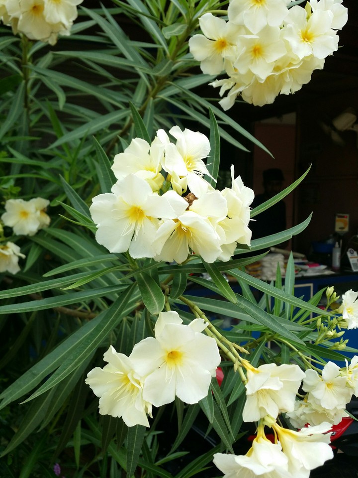 Nerium oleander