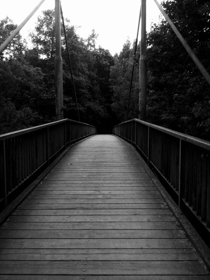 Forest bridge