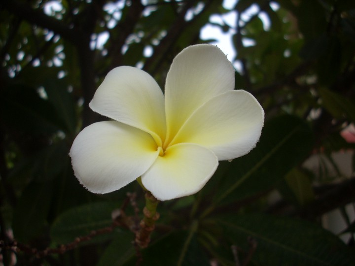 Plumeria
