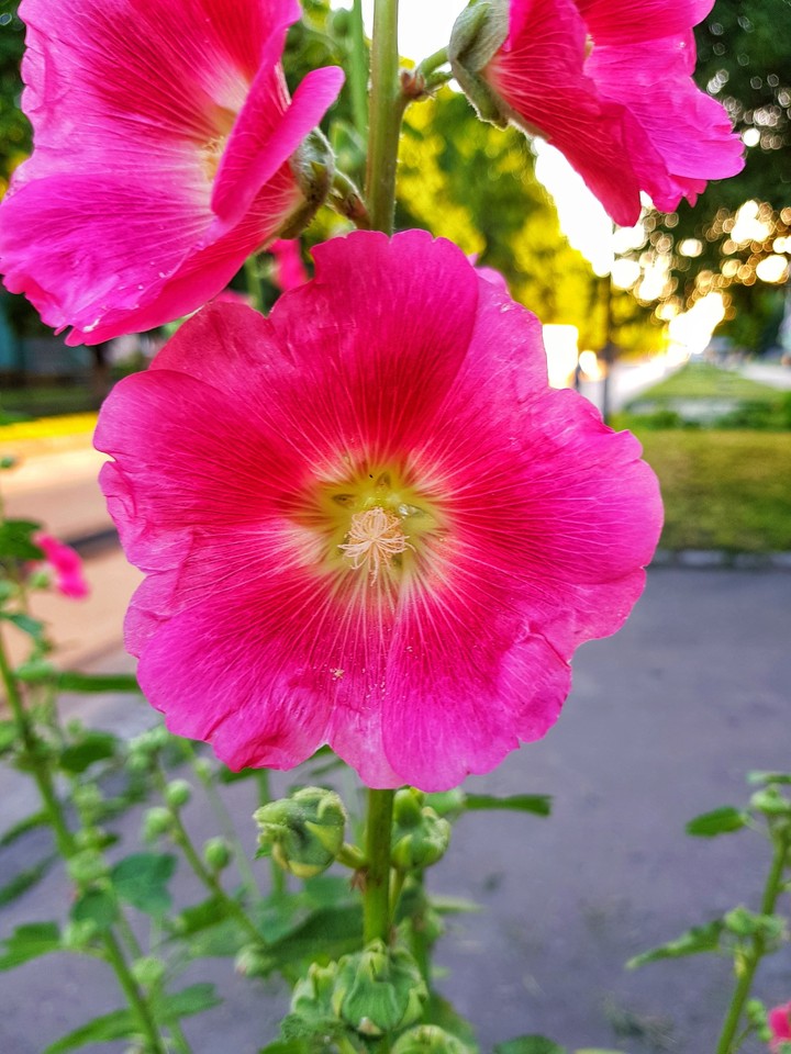 Flower