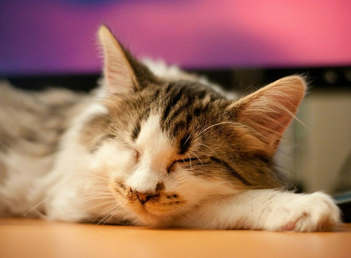 коты