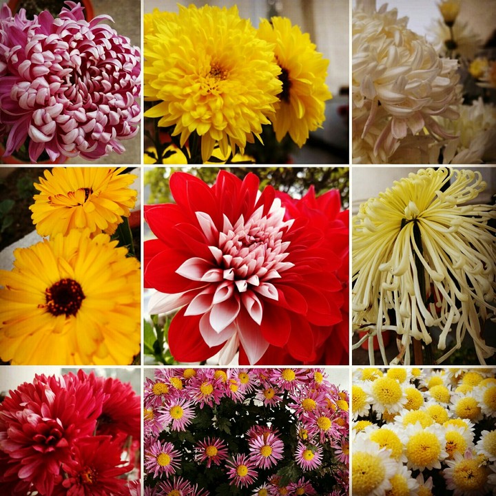 flowering beauties!!