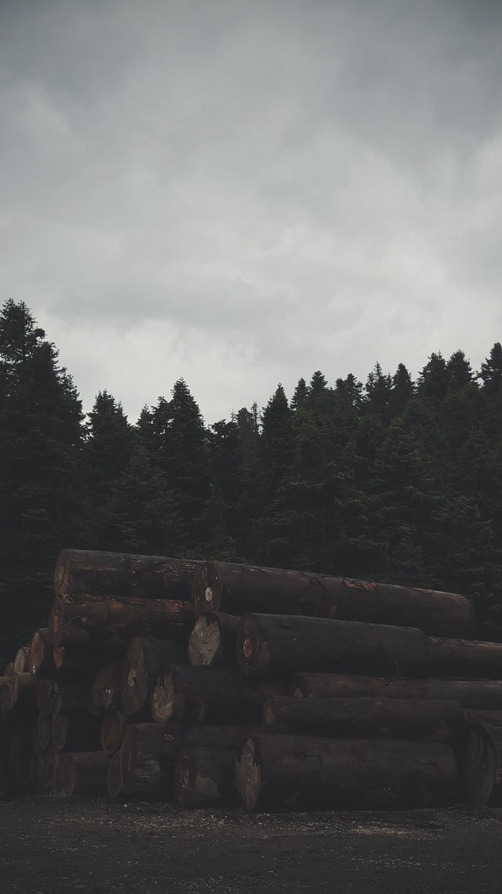 Nature and trees