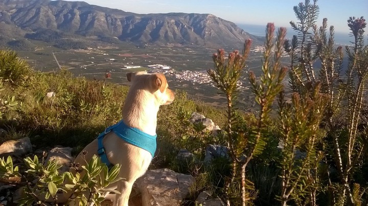 Perla