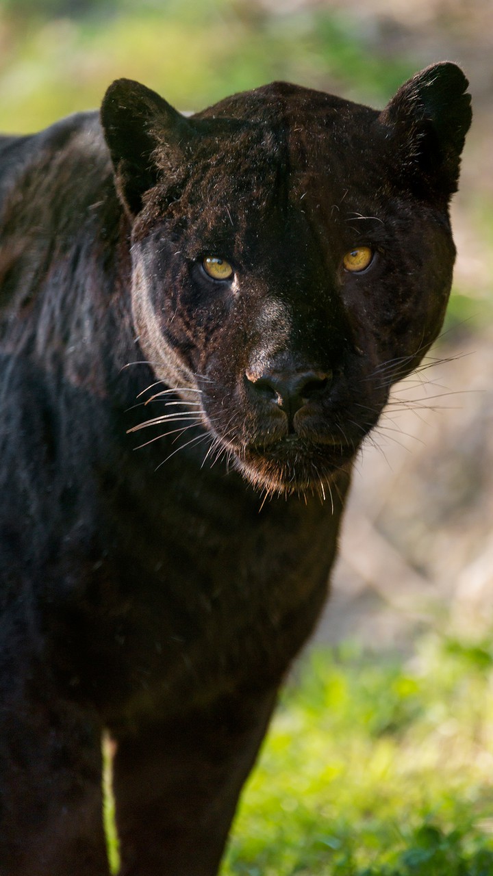 Panther