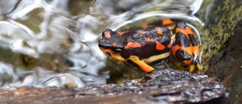 обои frog, salamander