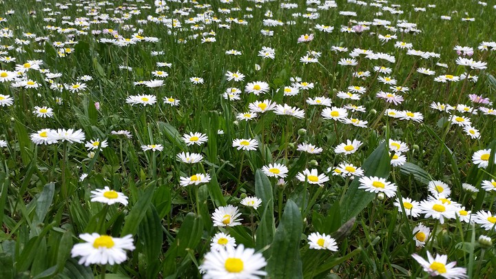 daisy