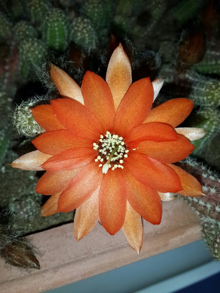 선인장 꽃