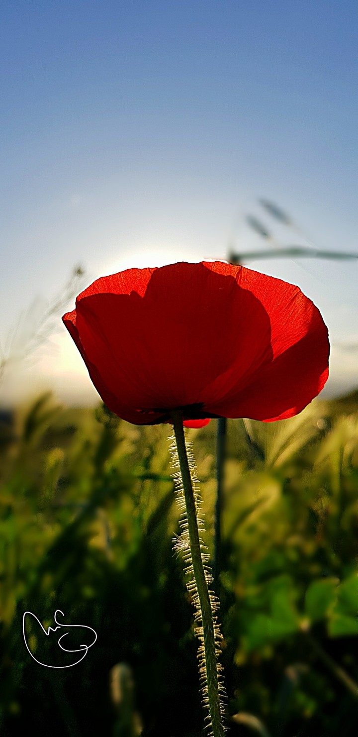 amapola