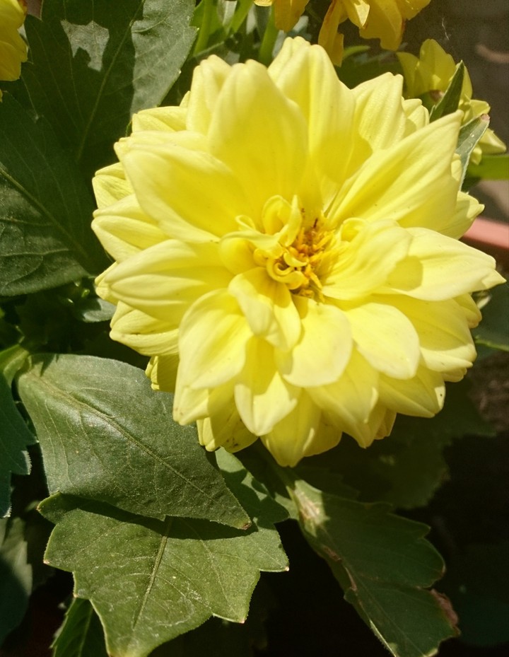 Dahlien