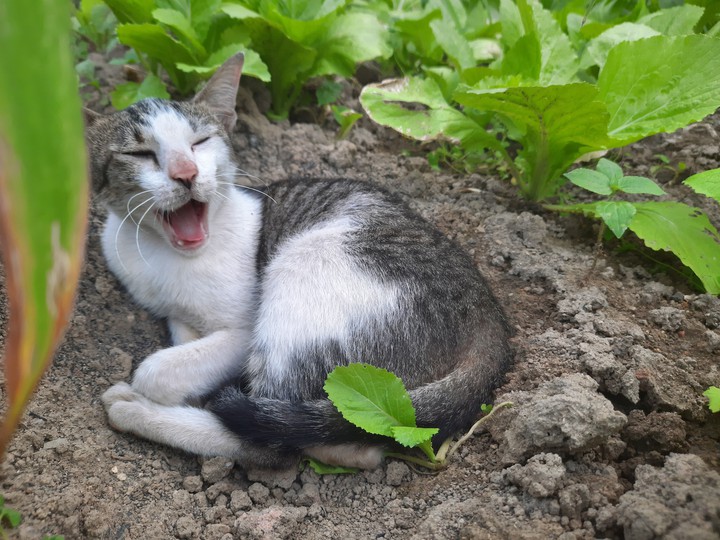 My cat