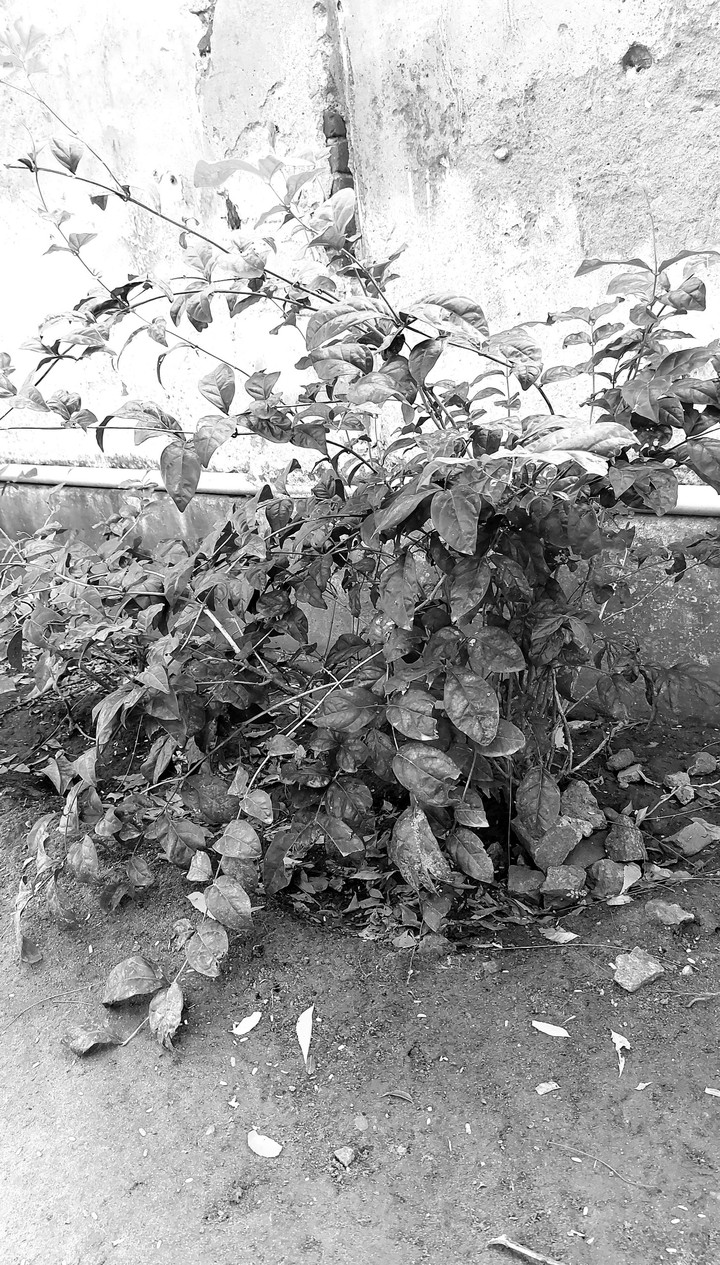 black-and-white plants