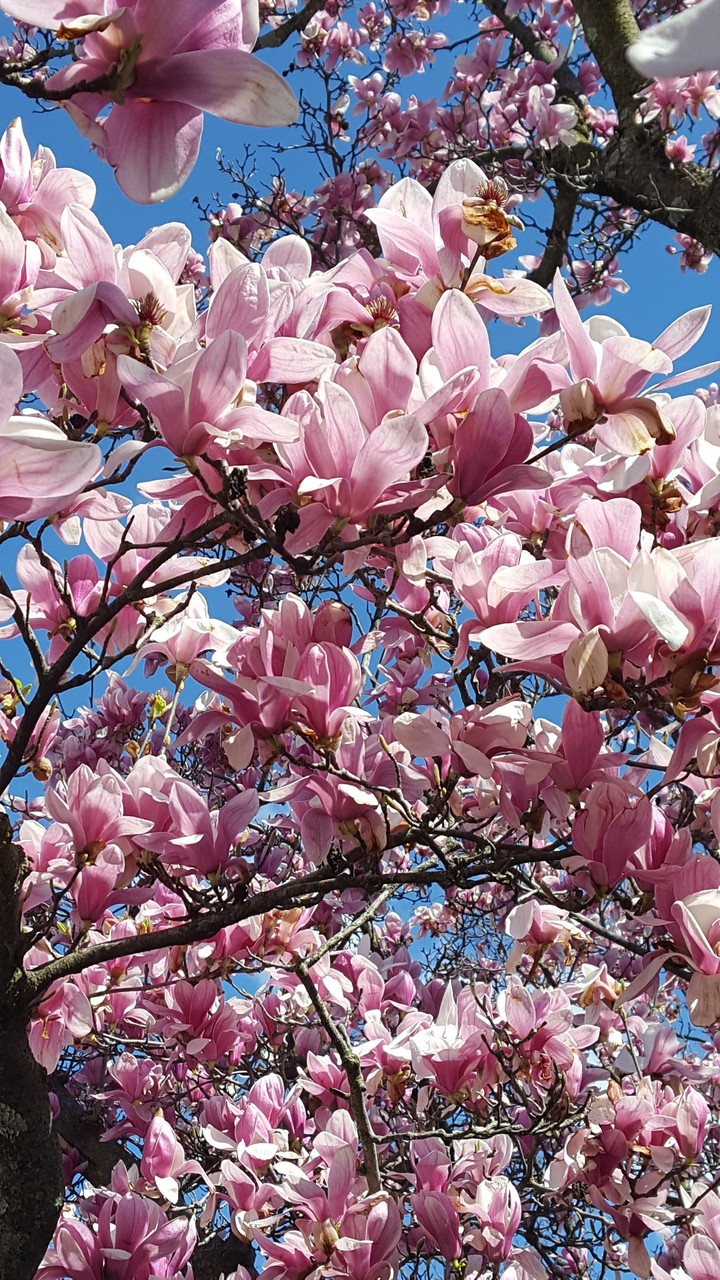 magnolia
