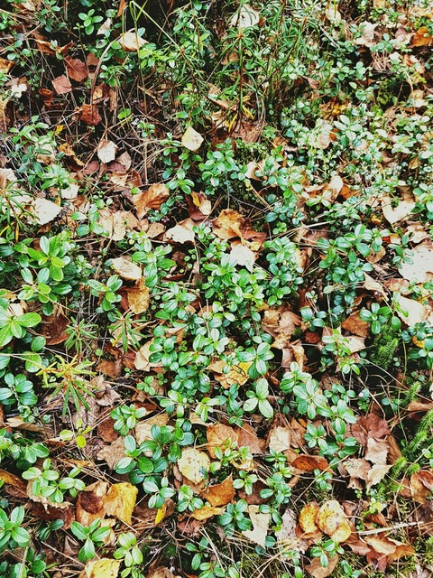 forest thicket