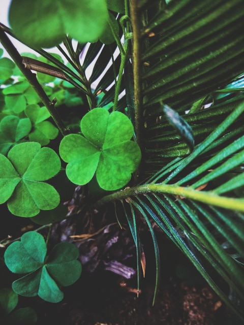 Heart shaped leaf