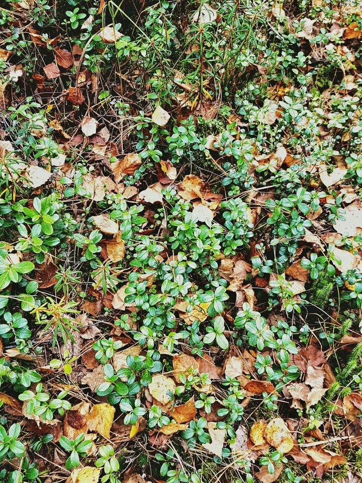 forest thicket