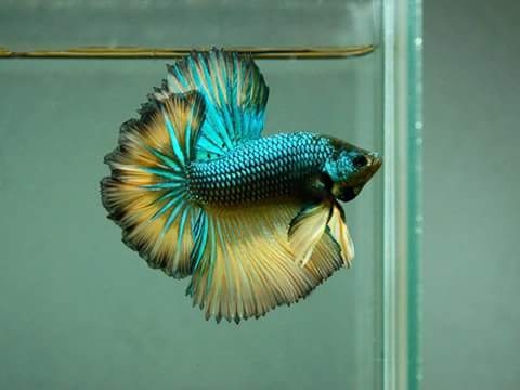 Fish