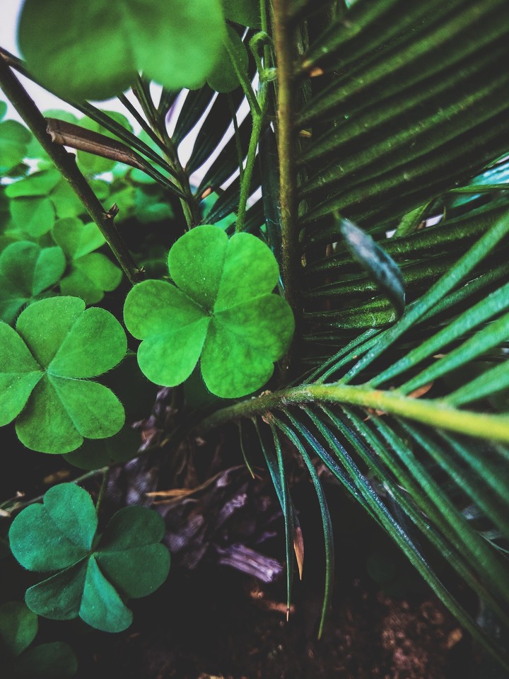 Heart shaped leaf