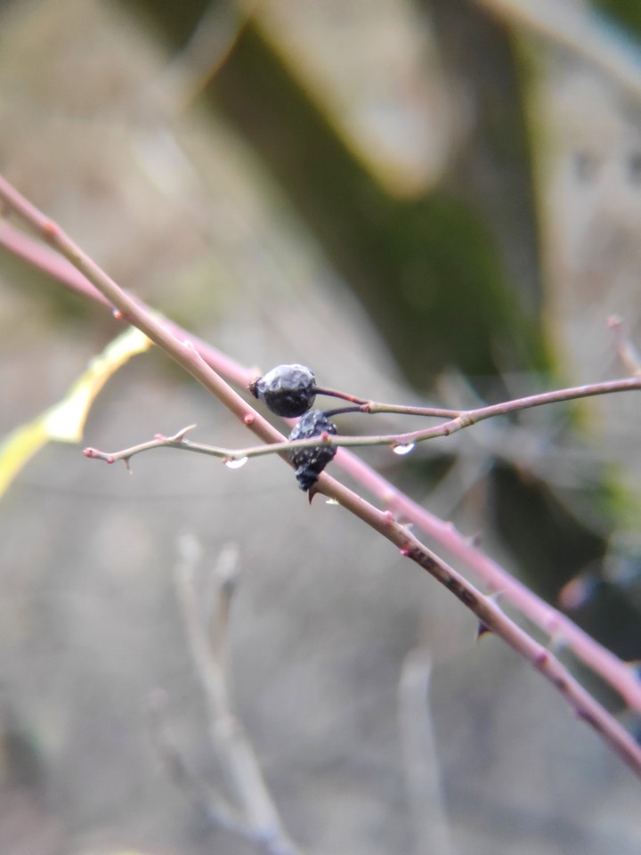 Little black berries