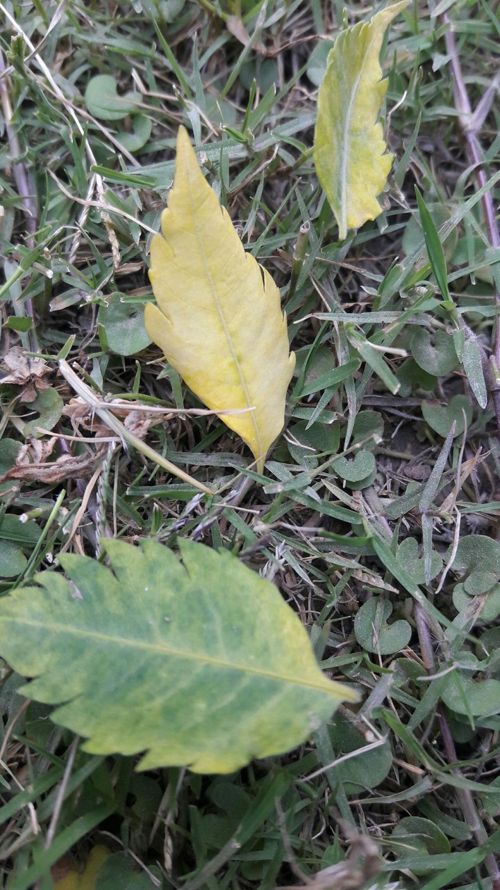 dry leaves
