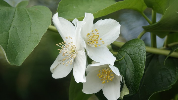 Jasmine