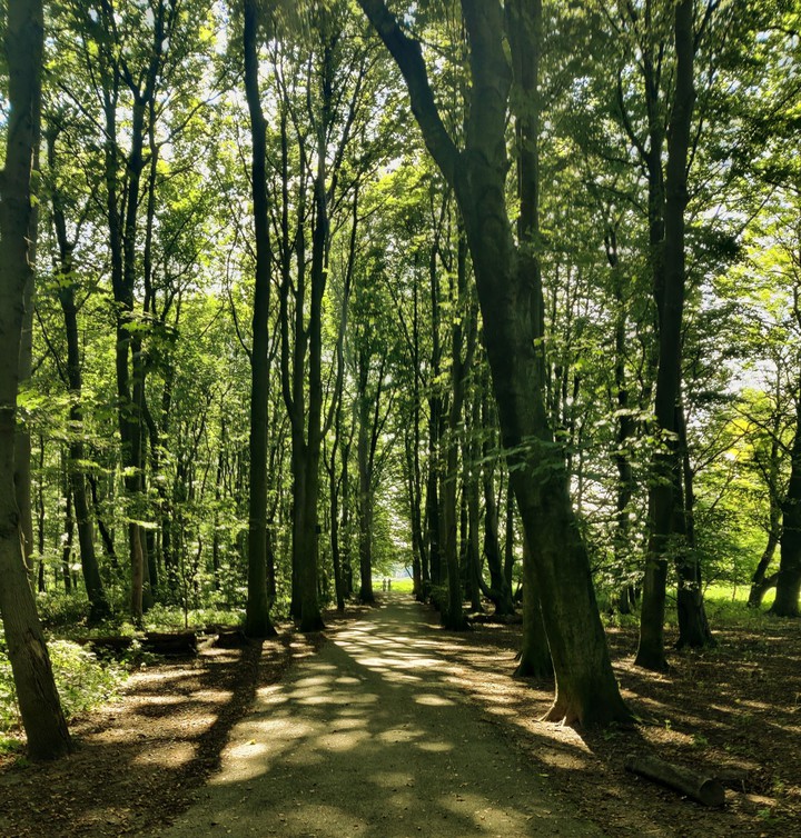 Forrest Kralingse bos