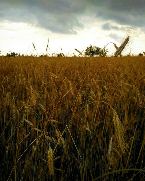 тапети harvest, crop