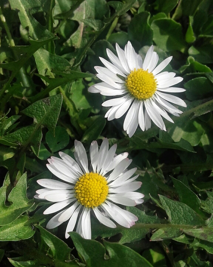 Spring