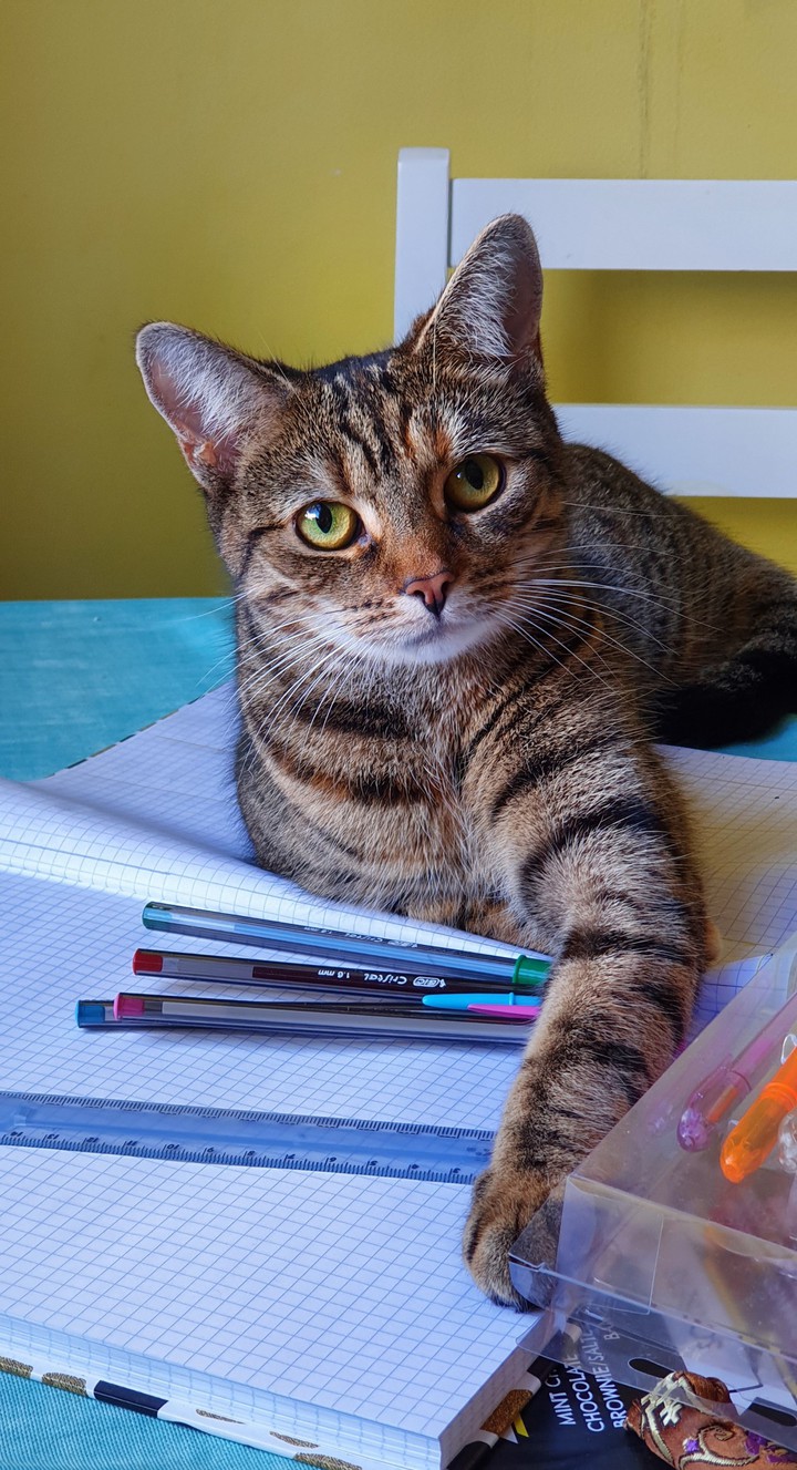 cat