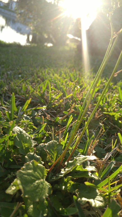 Morning Sun Rays