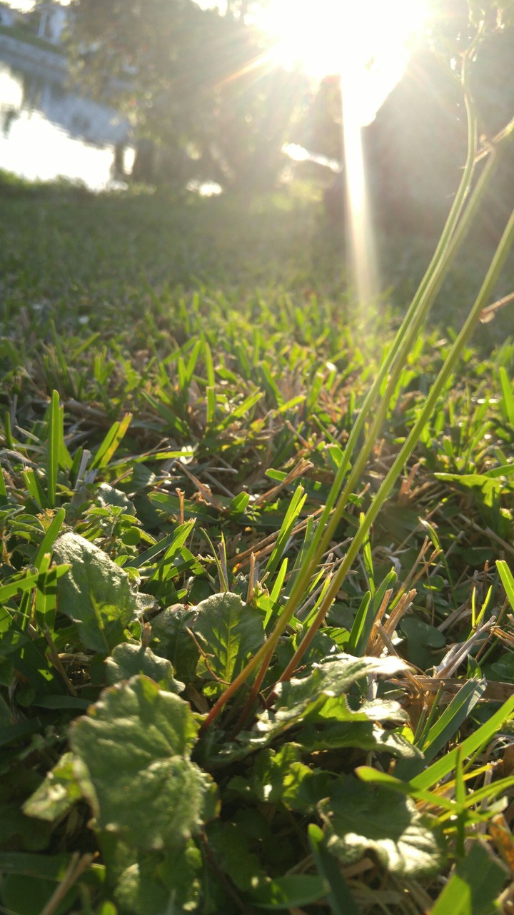 Morning Sun Rays