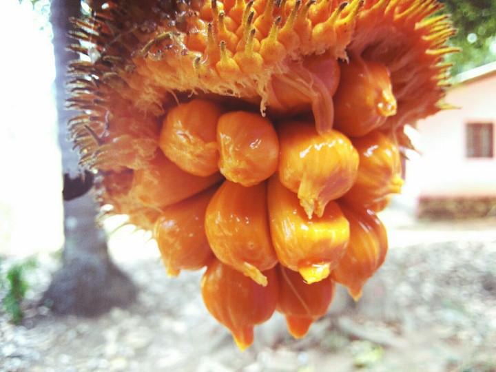 mini jackfrut