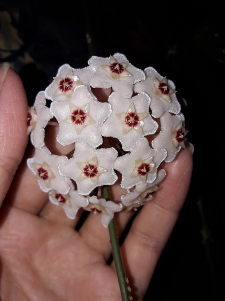cicek