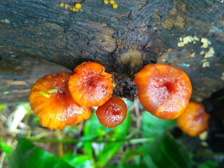 #fungi#plant