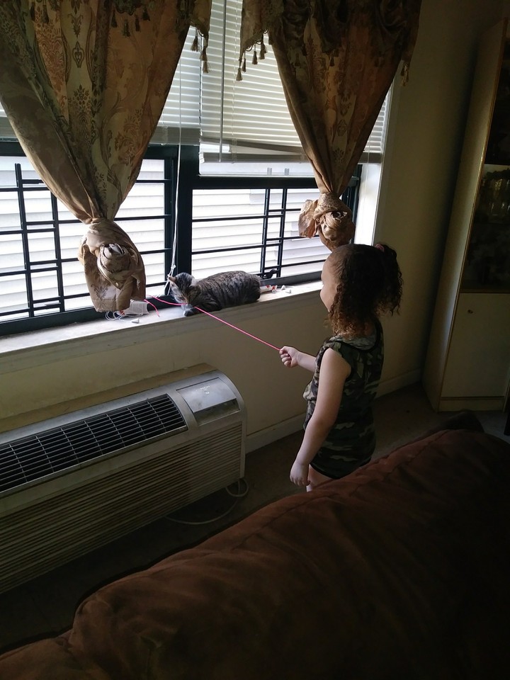 playing with pet
