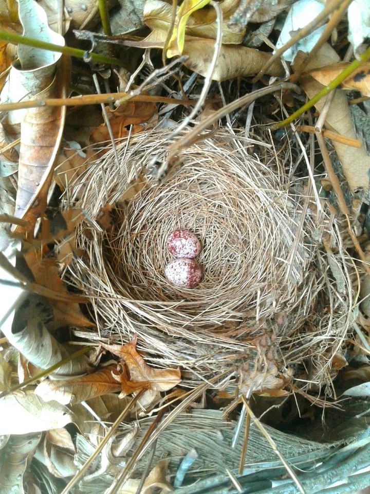 Bird nest