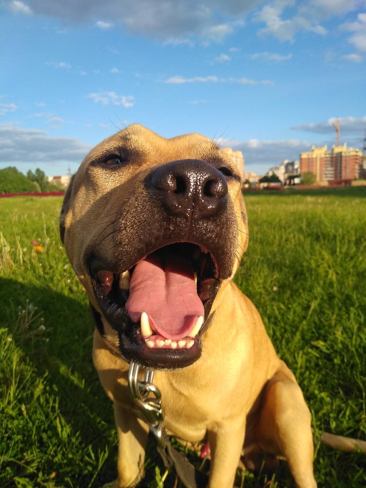 собака....dog