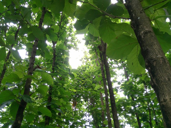 looking up