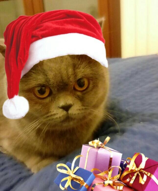 cat