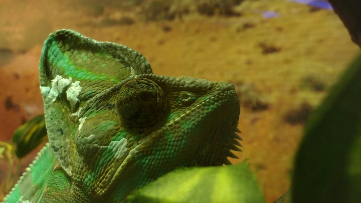Chameleon