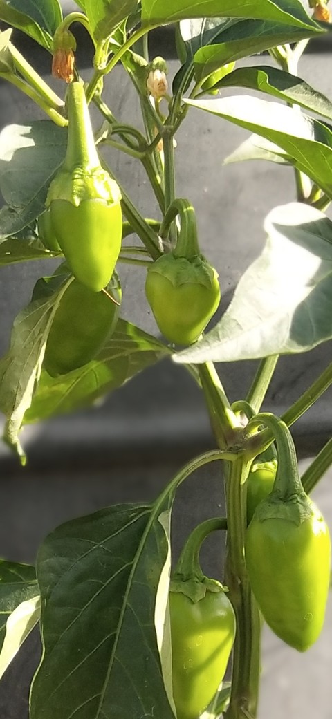 capsicum